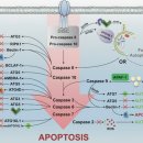 Re:Re:Caspase involvement in autophagy 이미지