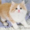 고양이숲 이미지