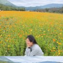 코스모스여행사주 네이버블로그