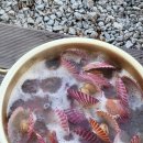 정환초장 이미지