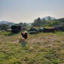 소나무 흑염소 목장 이미지