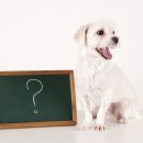 [1급과정] 반려동물관리사 1급 이미지