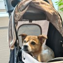 에이스하우스 | 당일치기 - 비래옥 • 한밭수목원 • 성심당 케익부티크 • 쎄그하우스 • 에이스분식• 바밀리 후기♥