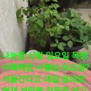 심봤다약초