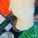 할리켄넬 이미지