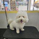 멍뭉이 | 허그멍뭉이 애견미용 후기🐶 베리진주 대변신✨ 전후 비교!