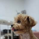 애견호텔 몽몽 이미지