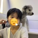 pet26거0399 | 강아지와 함께 34시간 항공기 (키토-암스테르담-인천)_강아지 유럽 경유 후기