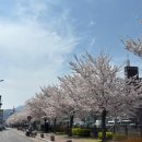 애견운동공원(3~10월) | 충남 공주 나들이(금강신관공원/공산성/산성시장/벚꽃구경•애견동반)