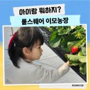 오티농장 | 진천 뤁스퀘어 이모농장 후기 겨울 아이랑 가기 좋은 딸기 따기 체험