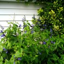 꽃님이네 이미지