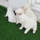 순수진돗개 이미지