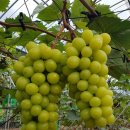 송현 농장 이미지