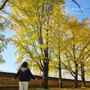 (주)에버그린푸드 | 가을 보령여행 코스 청라은행마을 노랑해