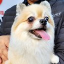 주주펫살롱