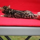 소유뱅갈캐터리 이미지