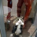 목욕하는 고양이 이미지