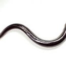 생선이야기 이미지