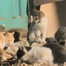 고양이를 사랑하는 남자 이미지