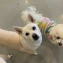 멍데이 살롱 이미지