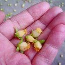 감꽃향기 이미지