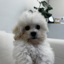 몽독펫샵 네이버블로그