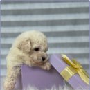 광주 강아지분양 고양이분양 어반펫 광주본점 이미지