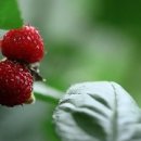 남도농장 이미지