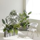 모네(MONE) | 공간에 생기를 불어넣는 미스모네 대형 조화 나무 후기