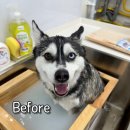 대형견 이발소 이미지