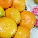 효돈명품감귤 네이버블로그