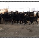 함평흑염소 이미지