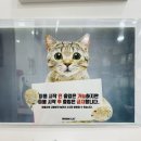 고양이무마취미용 무냥무냥 대구점 | 대구고양이무마취미용 무냥무냥 대구 방촌점