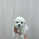 미니펫 강아지분양 고양이분양 수원점 | [수원 고양이 분양] 드디어 만난 나의 반려묘! 독스캣 강아지입양 고양이분양 수원점 방문 후기 🐾