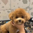 서면애견미용 맘바이 강아지 미용실 이미지