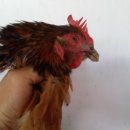 외동마님 이미지