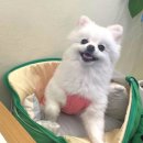 스콘위글 이미지