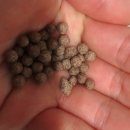 호생농장 | 팔각정농장] 펀치볼 가시오가피 환 후기