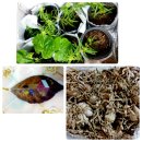 박정숙 농장 | 텃밭일지(23. 6. 21 수)