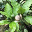 물소낭밧작은집 이미지