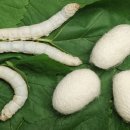 중앙유치원 이미지