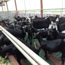 늘푸른염소농장 이미지