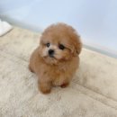 온퍼피 프리미엄 전주강아지분양 본점 이미지