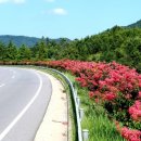 배롱나무거리 이미지