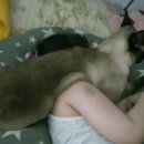 애나동물병원 이미지