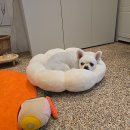 솜결테라피