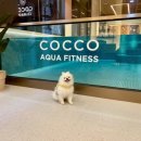 코코애견클럽 이미지