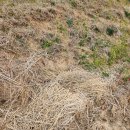 영주볏짚 이미지