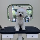 아워퍼피 이미지