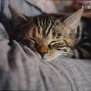 두리동물클리닉 이미지